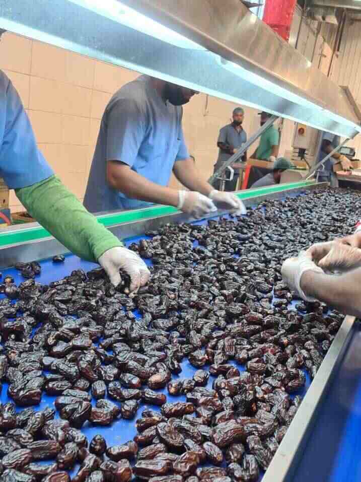 Ajwa dates wholesale
